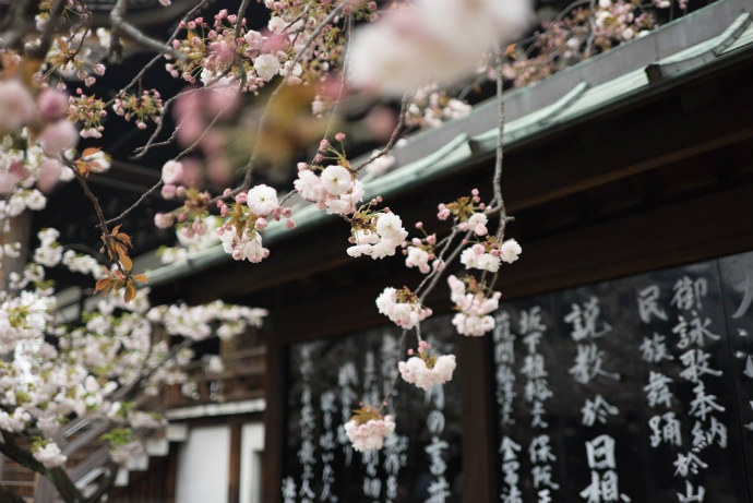 Participate in the cherry blossom season in spring